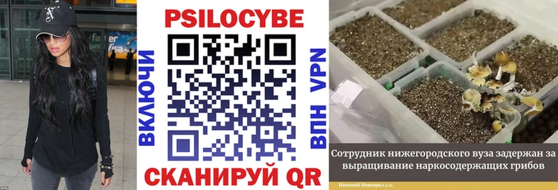 дарнет шоп  Мостовской  Псилоцибиновые грибы MAGIC MUSHROOMS 